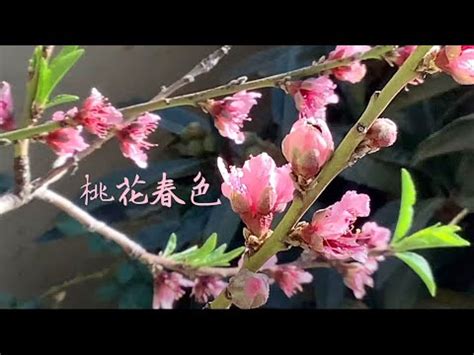 桃花結果 風水|桃花風水（とうかふうすい）とは？即効性あり！恋愛。